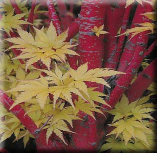 Unusual Foliage